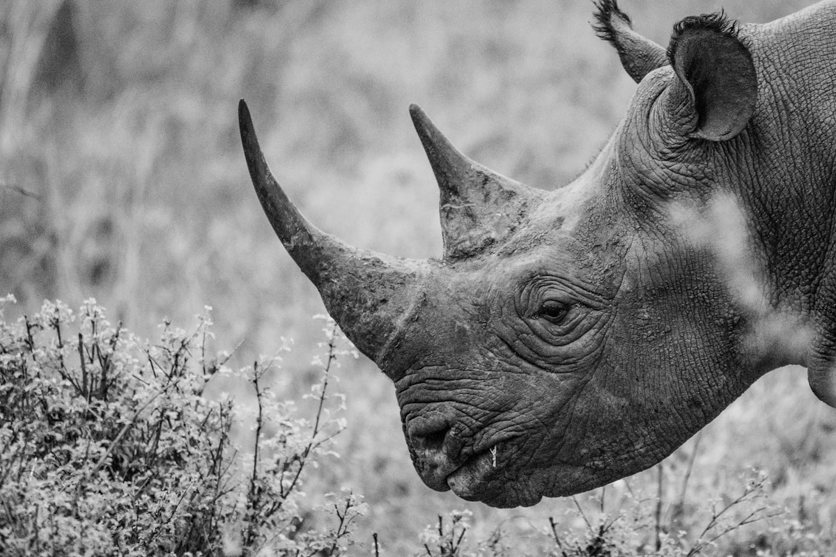 Safari Adventures in Kenya